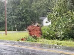 Storm damage fallen trees